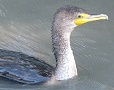 Doubled-crested Cormorant