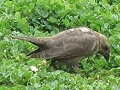 Brown-headed Cowbird