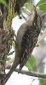 Brown Creeper