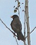 American Crow