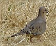 Mourning Dove