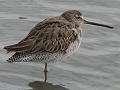 Long-billed Dowitcher