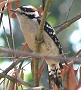 Downy Woodpecker