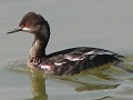 Eared Grebe