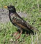 European Starling