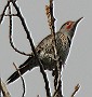 Red-Shafted Northern Flicker