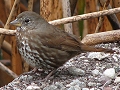 Fox Sparrow