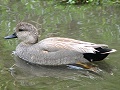 Gadwall