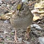 Golden-crowned Sparrow