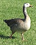 Goose Interbreed