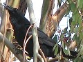 Great-tailed Grackle