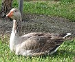 Graylag Goose