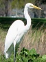 Great Egret