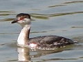 Horned Grebe