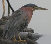 Green Heron