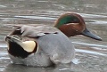 Green-winged Teal