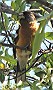 Black-headed Grosbeak