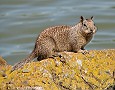 Ground Squirrel