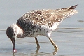 Greater Yellowlegs