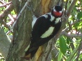 Hairy Woodpecker