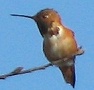 Allen's Hummingbird