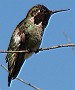 Anna's Hummingbird