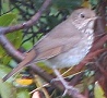 Hermit Thrush