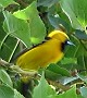 Hooded Oriole