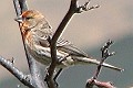 House Finch