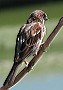 House Sparrow