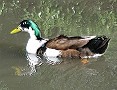 Mallard Mutants & Interbreeds