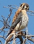 American Kestrel