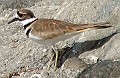 Killdeer