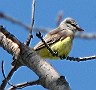 Western Kingbird