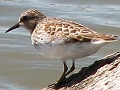 Least Sandpiper