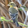 Lesser Goldfinch