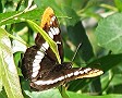 Lorquins Admiral