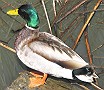 Mallard