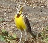 Western Meadowlark