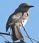 Northern Mockingbird