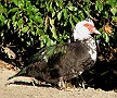 Muscovy Duck