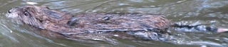 Muskrat