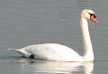 Mute Swan