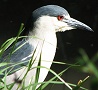 Black-crowned Night Heron