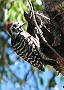 Nuttall's Woodpecker