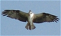 Osprey