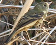 Pacific-slope Flycatcher