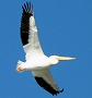 American White Pelican