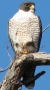 Peregrine Falcon