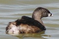 Pied-billed Grebe